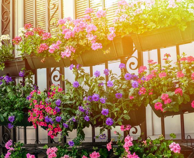 petunias geraniums