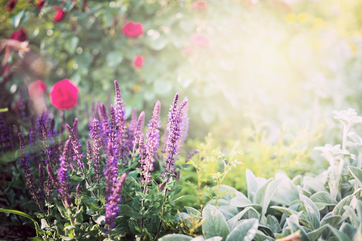 rose blue salvia