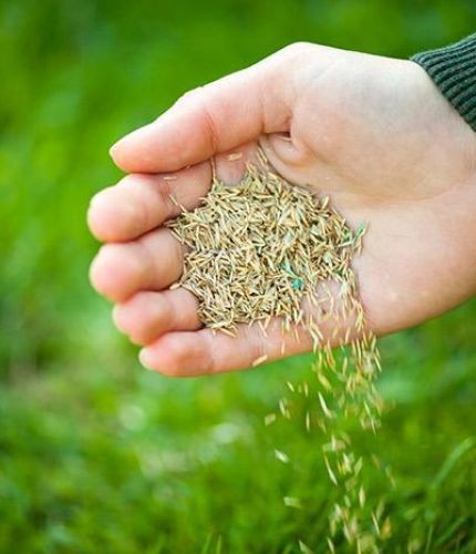 Grass Seed and Fertilizer - Legends Landscape Supply Inc.