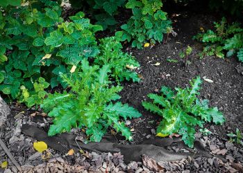 How To Get Rid of Weeds In 4 Ways