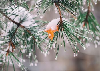 Simple Steps to Winterize Your Landscape - 2 Ways