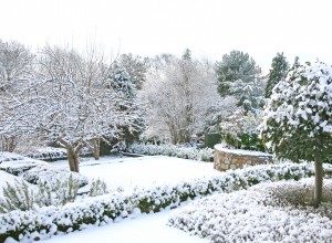 Canadian backyard in the winter with trees and bushes covered in snow.