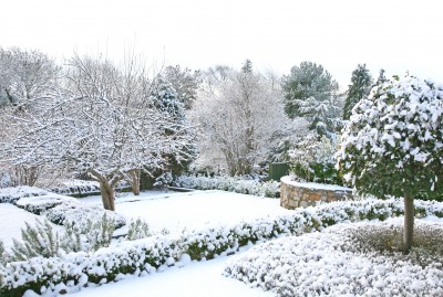 Canadian backyard in the winter with trees and bushes covered in snow. Canadian backyard in the winter with trees and bushes covered in snow.