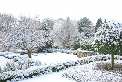 Canadian backyard in the winter with trees and bushes covered in snow.