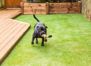 Artificial grass with a dog playing on it.