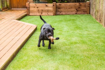 Artificial grass with a dog playing on it.