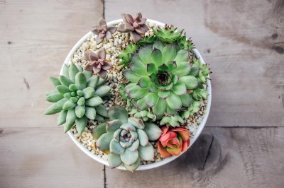 succulent centerpiece 