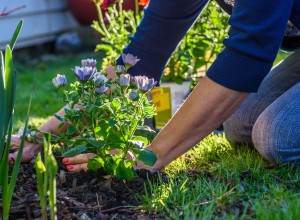 Woman gardening and laying down dark brown mulch.