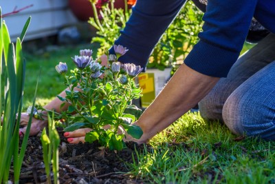 Woman gardening and laying down dark brown mulch.