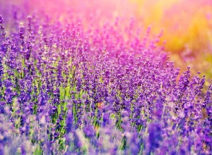 Lavender plants in a beautiful field at golden hour.