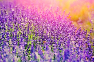 Lavender plants in a beautiful field at golden hour. Lavender plants in a beautiful field at golden hour.