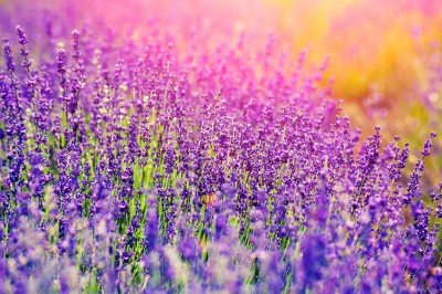 Lavender plants in a beautiful field at golden hour.