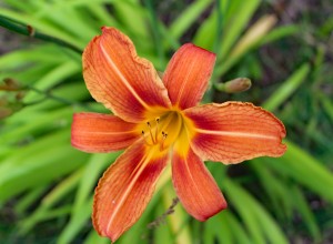 Daylilies