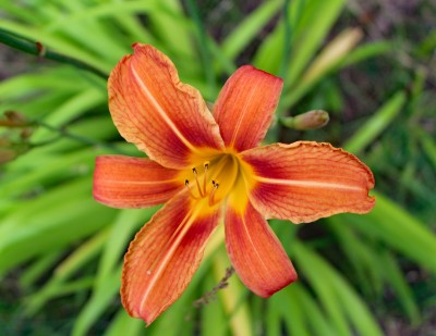 Daylilies