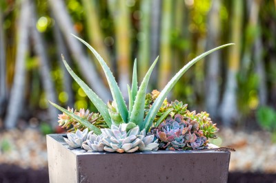 Outdoor succulent planter. Outdoor succulent planter.