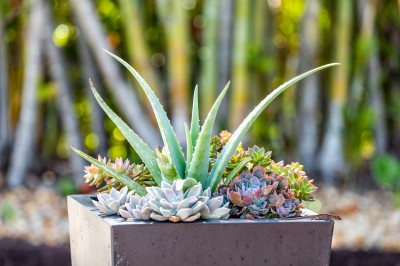 Outdoor succulent planter.