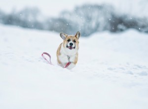 Corgi running through the snow.