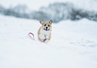 Corgi running through the snow.
