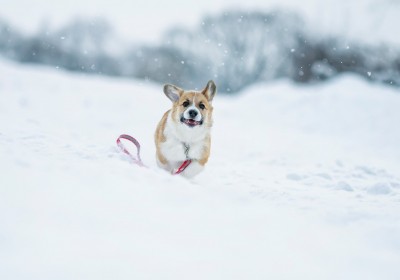Corgi running through the snow. Corgi running through the snow.