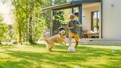 Son playing with dog in the backyard