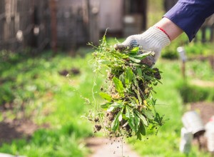 Person pulling weeds out of their lawn.