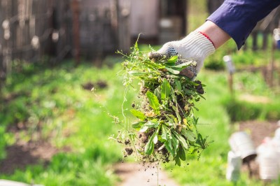 Person pulling weeds out of their lawn.