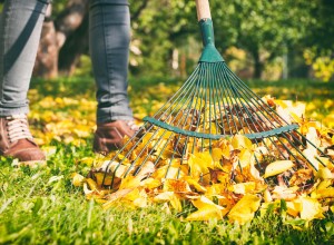 Woman raking the leaves.