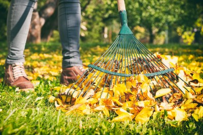 Woman raking the leaves.