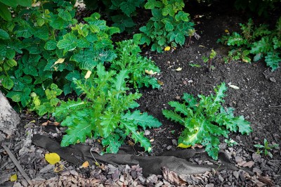 Weeds growing in the ground.