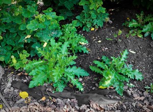 Weeds growing in the ground.