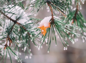 Frozen pine needles in the winter.