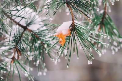 Frozen pine needles in the winter.